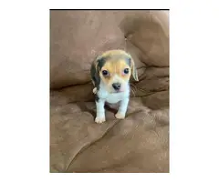 Three beagle puppies for sale - 2