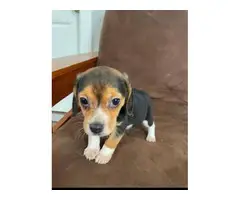 Three beagle puppies for sale - 3