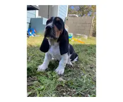 9 week old female basset hound puppy - 3