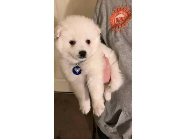 8 Weeks old Eskie puppy - 1/4