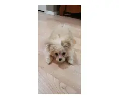 Maltese Pomeranian Puppy for Sale - 4