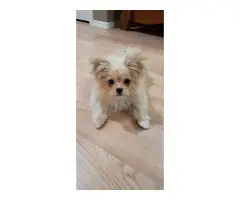 Maltese Pomeranian Puppy for Sale - 5