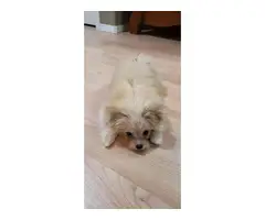Maltese Pomeranian Puppy for Sale - 8