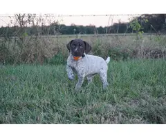 4 females German Shorthaired puppies available