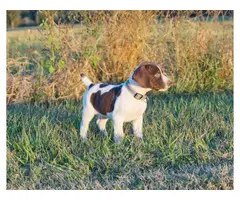 4 females German Shorthaired puppies available - 2