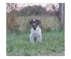 4 females German Shorthaired puppies available - 3