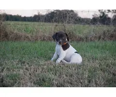4 females German Shorthaired puppies available - 4