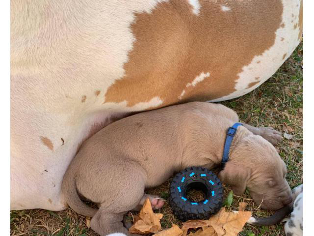 2 male Great Dane puppies in Columbus, Indiana - Puppies ...