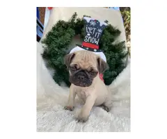 Male Pug Puppies for Sale - 1