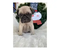 Male Pug Puppies for Sale - 2