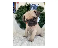 Male Pug Puppies for Sale - 7