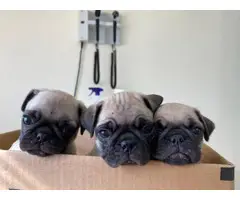 Male Pug Puppies for Sale - 9