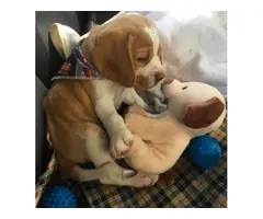 Adorable beagle puppies available for sale