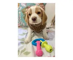 Adorable beagle puppies available for sale - 2