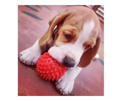 Adorable beagle puppies available for sale - 3