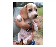 Adorable beagle puppies available for sale - 4