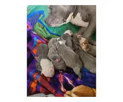 7 Bluenosed pit bull puppies available