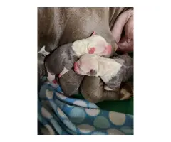 7 Bluenosed pit bull puppies available - 4