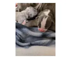 7 Bluenosed pit bull puppies available - 5