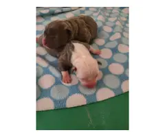 7 Bluenosed pit bull puppies available - 6