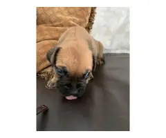 4 AKC Male Red Fawn Bullmastiff Puppies for Sale