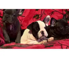 3 amazing French Bulldog Pups