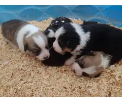 5 Welsh Corgi Puppies