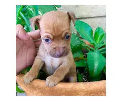 3 beautiful Chihuahua puppies for sale