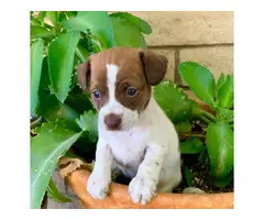 3 beautiful Chihuahua puppies for sale - 3