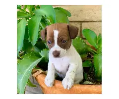 3 beautiful Chihuahua puppies for sale - 4