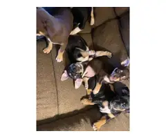 7 weeks old Jack Russell Puppies