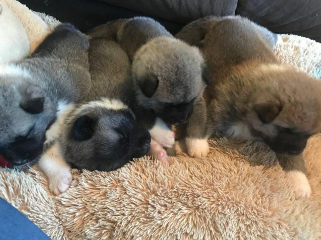 Purebred Akita puppies 4 females and 1 males North Las Vegas - Puppies ...