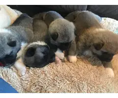 Purebred Akita puppies 4 females and 1 males