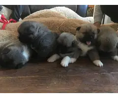 Purebred Akita puppies 4 females and 1 males - 2