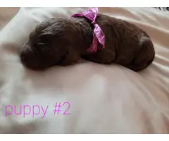 6 gorgeous purebred standard poodle puppies - 1