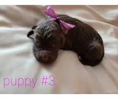 6 gorgeous purebred standard poodle puppies - 3