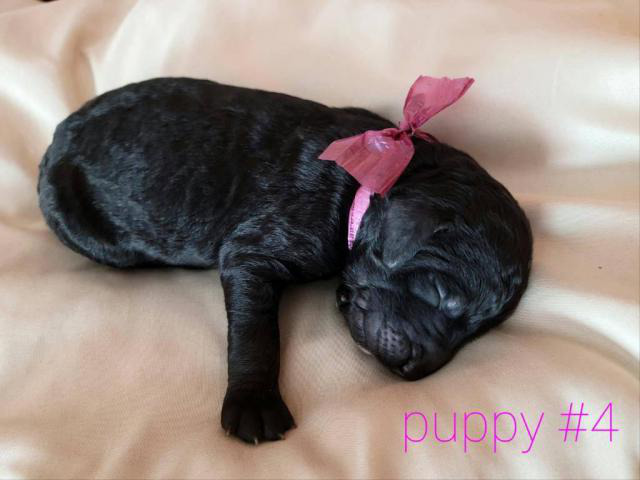 6 gorgeous purebred standard poodle puppies in Phoenix ...