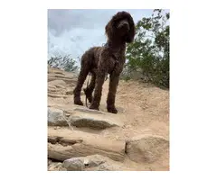 6 gorgeous purebred standard poodle puppies - 14