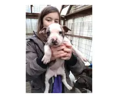 Beautiful males and females Pitbull puppies - 9