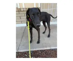 5 months Great Dane pup needing a new home