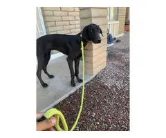 5 months Great Dane pup needing a new home - 2