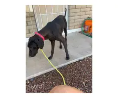 5 months Great Dane pup needing a new home - 3