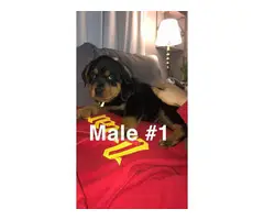 5 Rottweiler puppies for sale