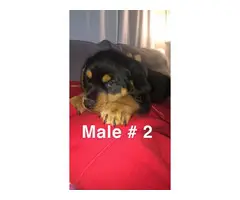 5 Rottweiler puppies for sale - 2