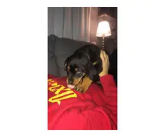 5 Rottweiler puppies for sale - 7