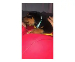5 Rottweiler puppies for sale - 8