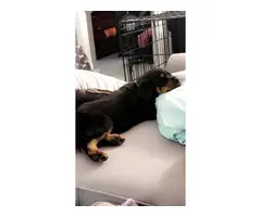 5 Rottweiler puppies for sale - 9