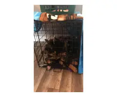 5 Rottweiler puppies for sale - 10