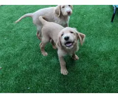2 male F1 Labradoodle puppies - 2