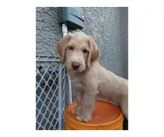 2 male F1 Labradoodle puppies - 4